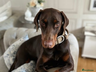 Dobermann dogs Female Doberman for rehome - Advert 3