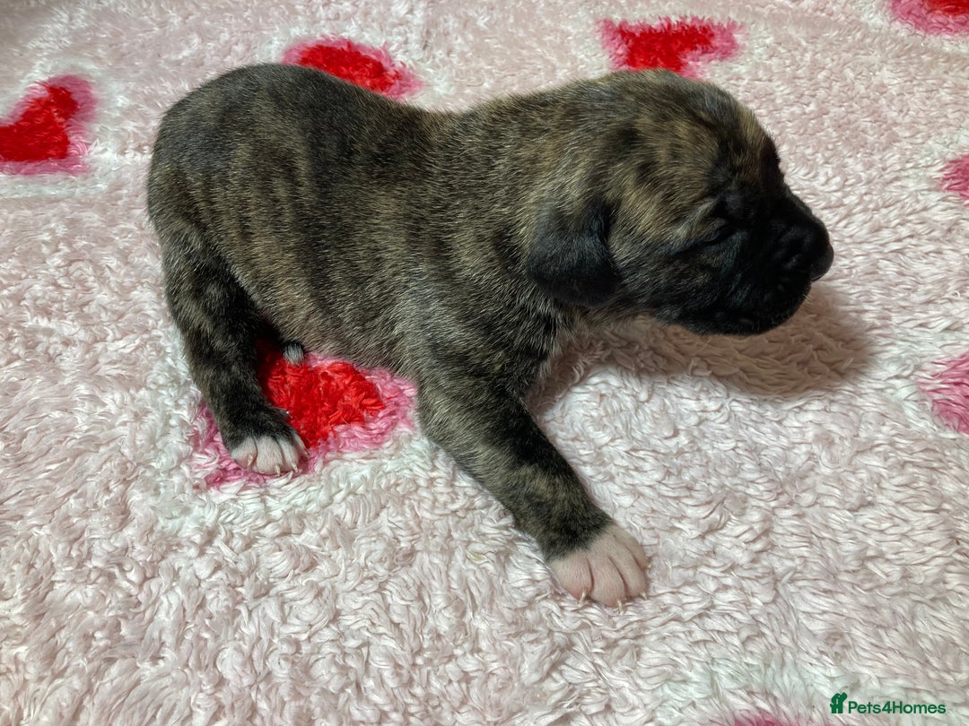 Mixed Breed dogs for sale: Presa Canario x Boerboel Puppies in Bromley - Image 25