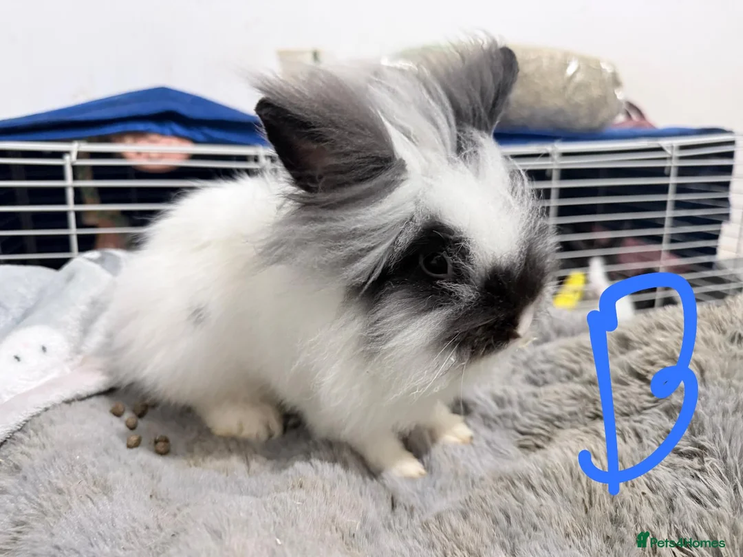 Lionhead rabbits for sale: BEAUTIFUL LIONHEAD BABY RABBITS * READY TO GO * - Advert 2
