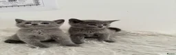Russian Blue cats for sale: TICA PEDIGREE RUSSIAN BLUE KITTENS  - Advert 33