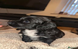 Mixed Breed dogs for sale: Beautiful puppies - Image 7