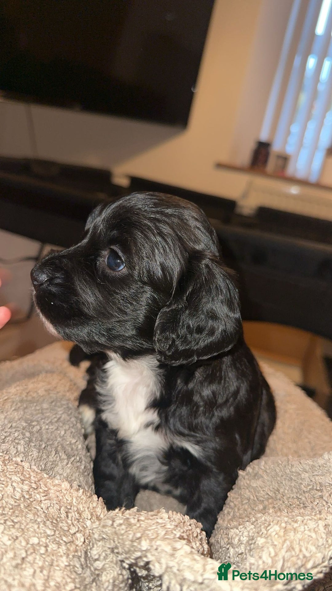 Mixed Breed dogs for sale: Beautiful puppies - Image 7