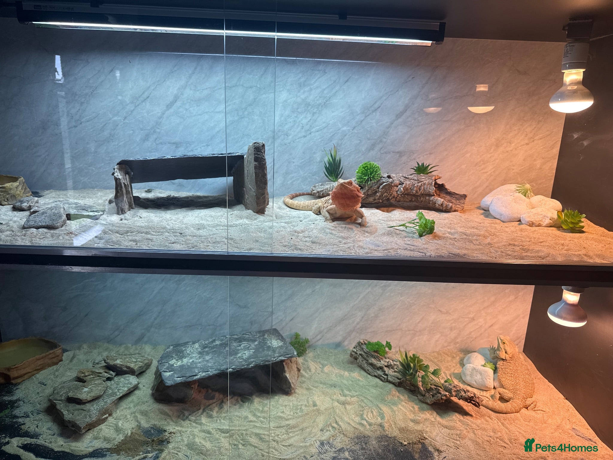Bearded Dragon reptiles TWO BEARDED DRAGONS - Advert 1