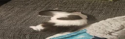 Mixed Breed cats for sale: 4 fluffy playful kittens for sale - Advert 2