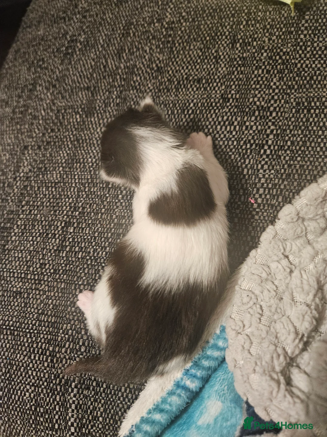 Mixed Breed cats for sale: 4 fluffy playful kittens for sale - Advert 2