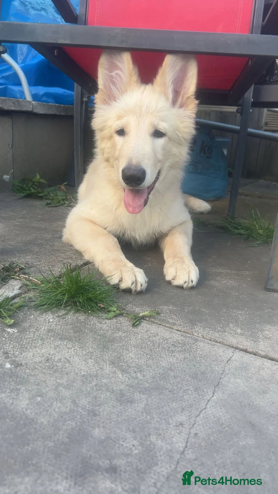 German Shepherd dogs for sale: German shepherd puppies - Advert 1