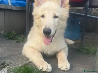 German Shepherd dogs German shepherd puppies - Advert 19