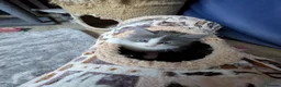 Ragcoon cats for sale: Bouncing beauties ready to go  - Advert 25