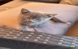 British Shorthair cats for sale: British Blue Cross.  - Image 6