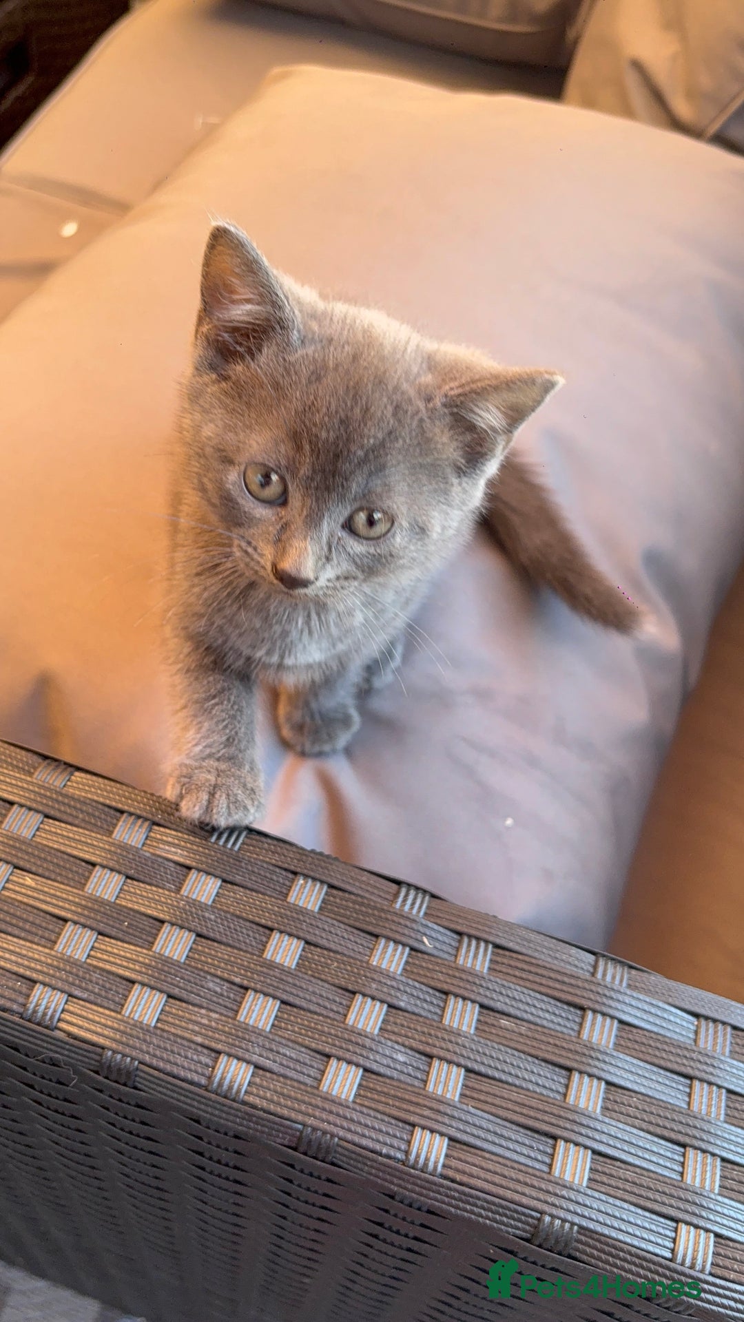 British Shorthair cats for sale: British Blue Cross.  - Image 6