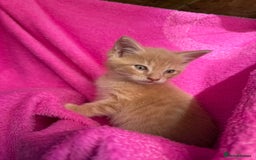 Maine Coon cats for sale: Beautiful Maine Coon Cross Kittens  - Image 9