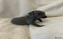 Italian Greyhound dogs for sale: Cutest ** KC Italian Greyhound’s  - Image 7