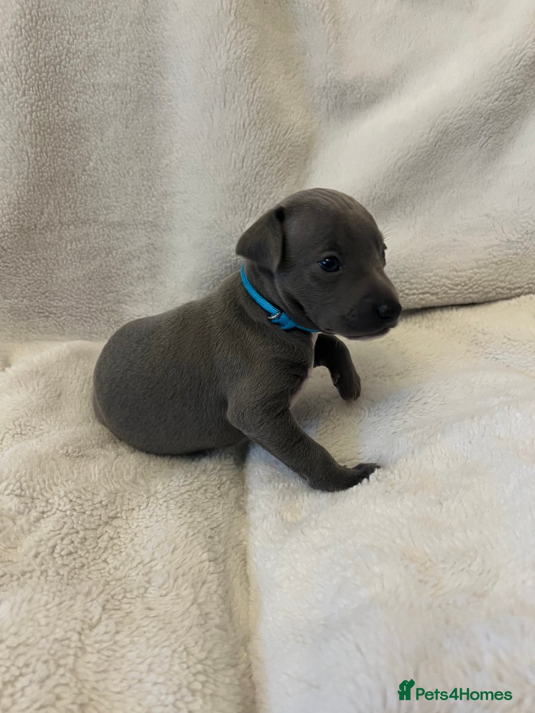 Italian Greyhound dogs for sale: Cutest ** KC Italian Greyhound’s  - Image 7