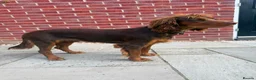 Sprocker dogs for sale: Beautiful Sprocker puppies  - Advert 30