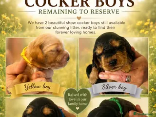 Cocker Spaniel dogs Only 2 Gorgeous KC Reg Show Cocker Boys available - Advert 2