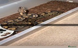 Snake reptiles for sale: Royal Python / Boa  - Image 12