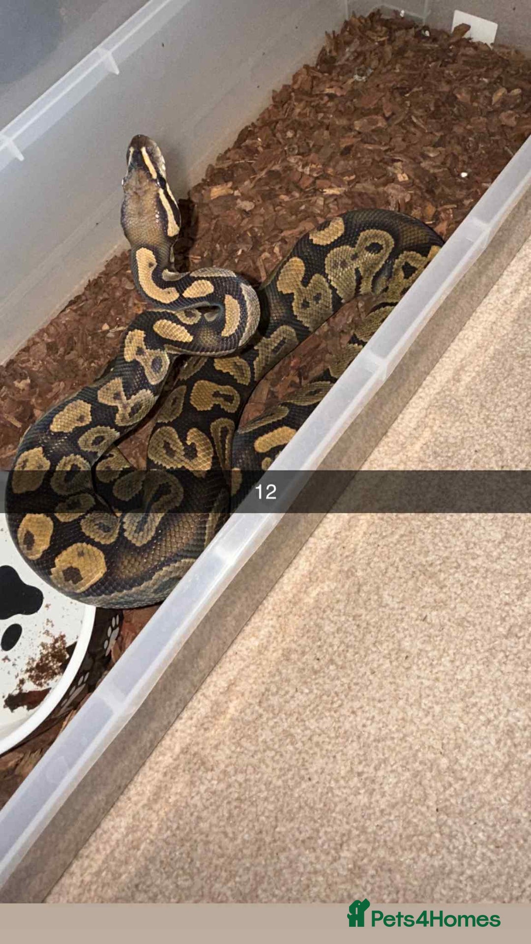 Snake reptiles for sale: Royal Python / Boa  - Image 12
