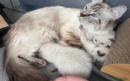 Ragdoll cats for sale: GCCF Registered seal point kittens - Image 2