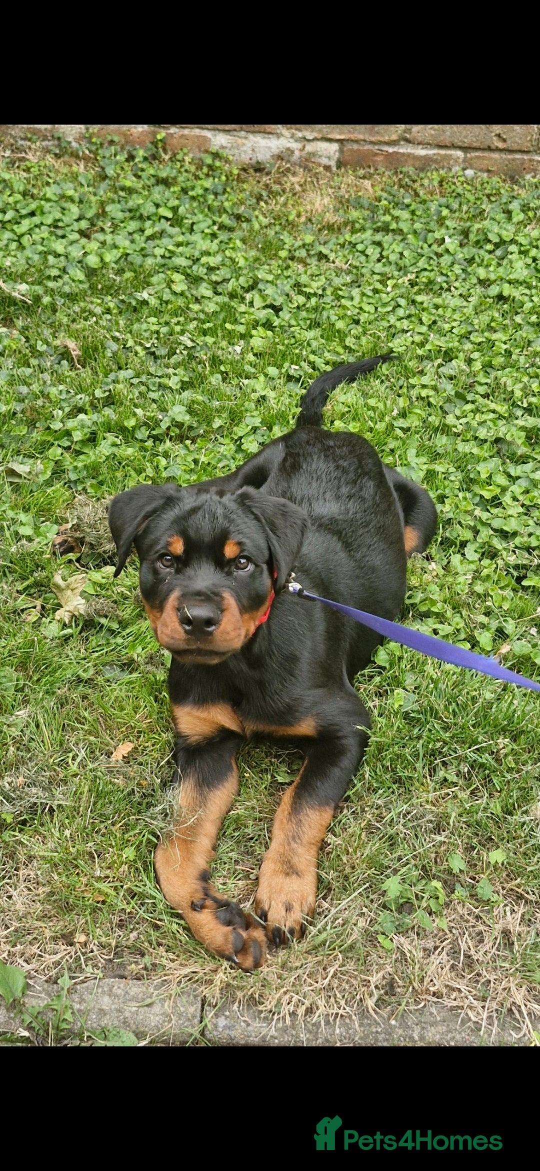 Rottweiler dogs for sale: Rottwieler - Advert 1