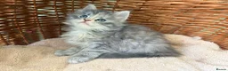 Maine Coon cats for sale: Tica registered 4 female mainecoons left,  polys - Advert 20
