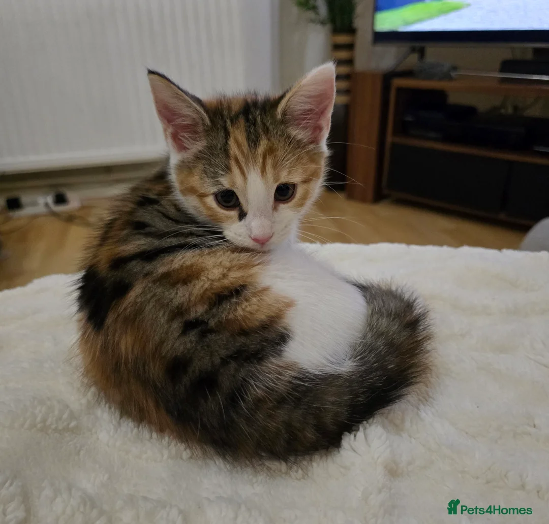 Maine Coon cats for sale: 7 beautiful Maine Coon X - Advert 34