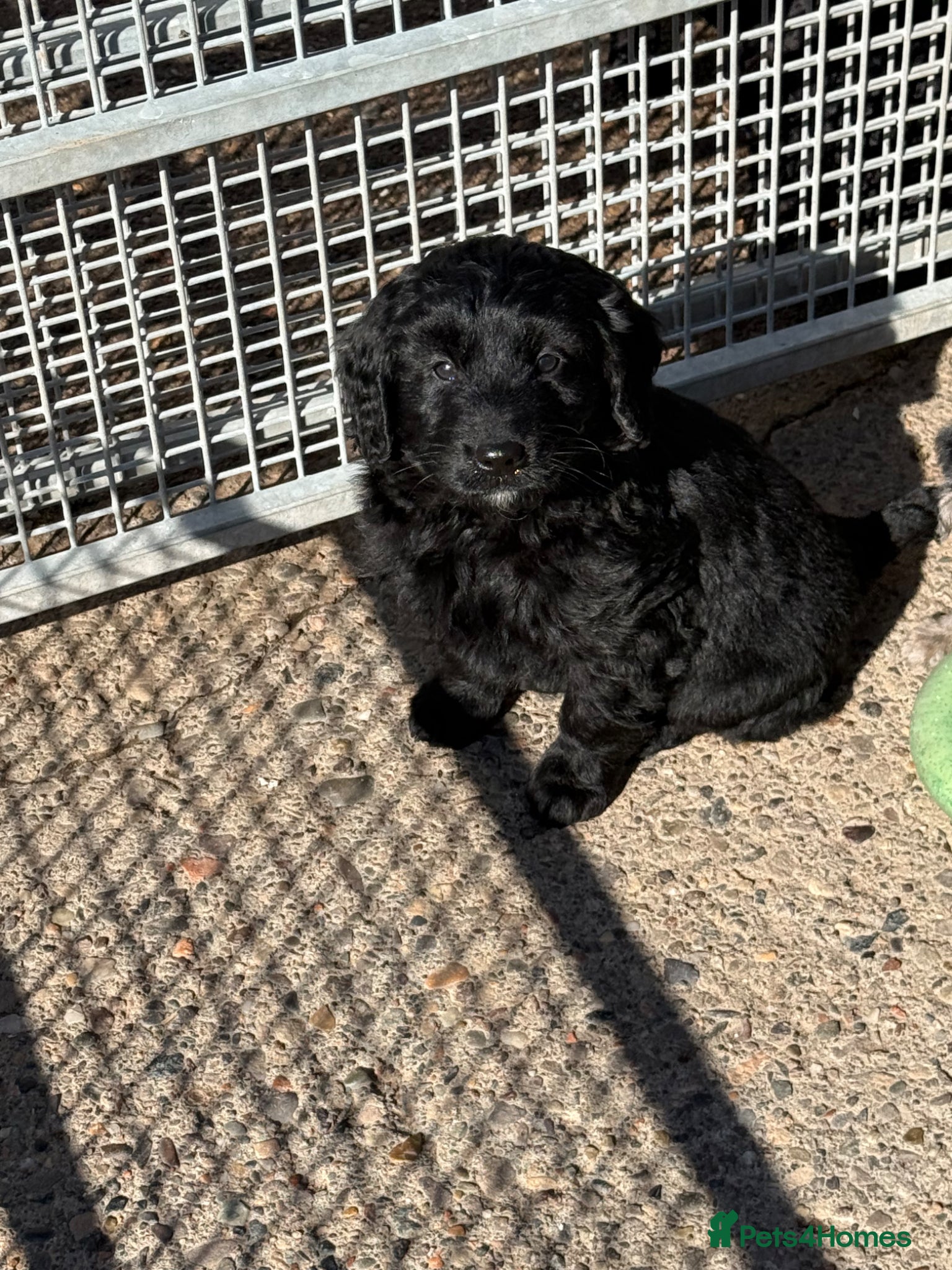 Labradoodle dogs REDUCED READY NOW F1 Miniature Labradoodles.  - Advert 13
