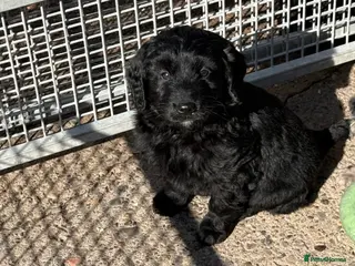 Labradoodle dogs REDUCED READY NOW F1 Miniature Labradoodles. - Advert 13