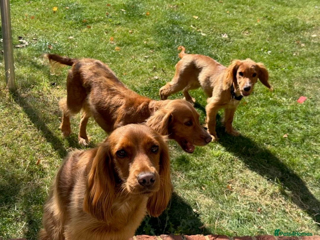 Cocker Spaniel dogs for sale: UNIQUE OPPORTUNITY TO OWN A 4 MONTH TRAINED PUPPY! in Ottery Saint Mary - Image 10