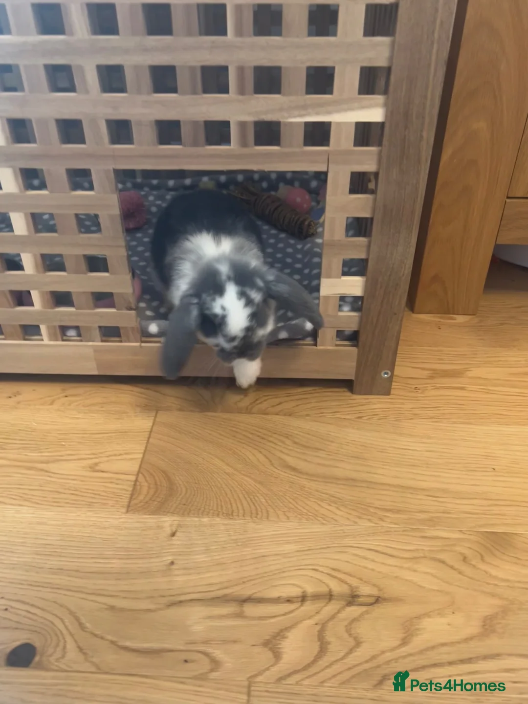 Mixed Breed rabbits for sale: Lop rabbit  in Johnstone - Advert 7