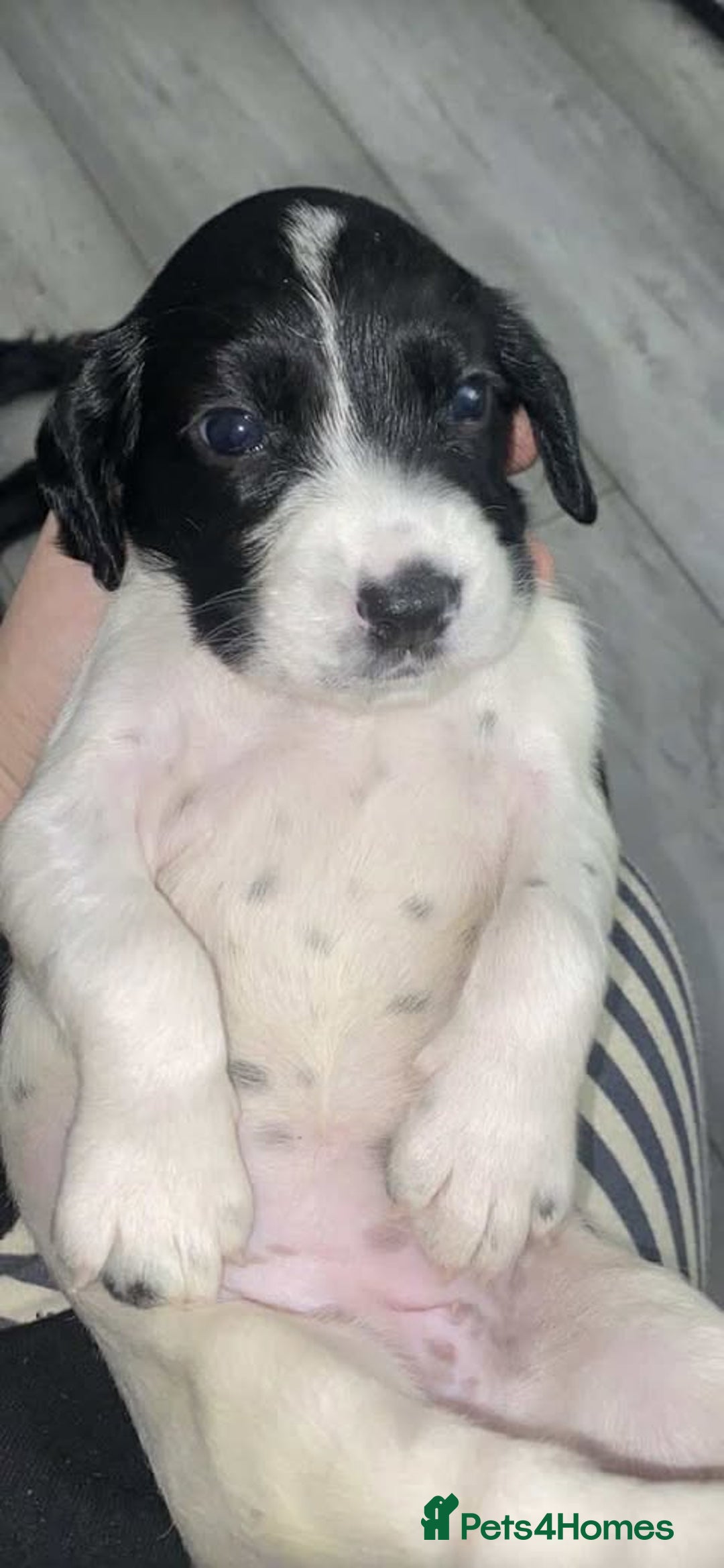 Sprocker dogs for sale: Beautiful Sprocker Puppies Ready 30th December - Advert 35