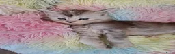 Maine Coon cats for sale: Maine Coon Kittens looking for new loving home in Birmingham - Advert 28
