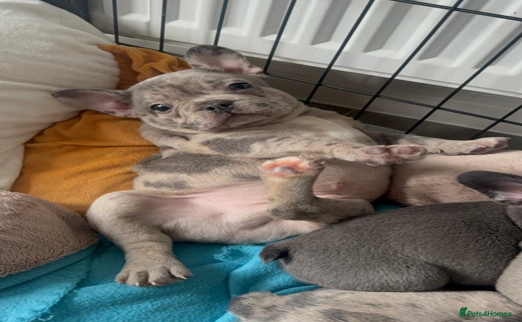 French Bulldog dogs - Advert 4