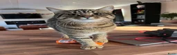 Pixie Bob cats for sale: Pixie Bob kittens - Polydactyl and non polydactyl - Advert 20