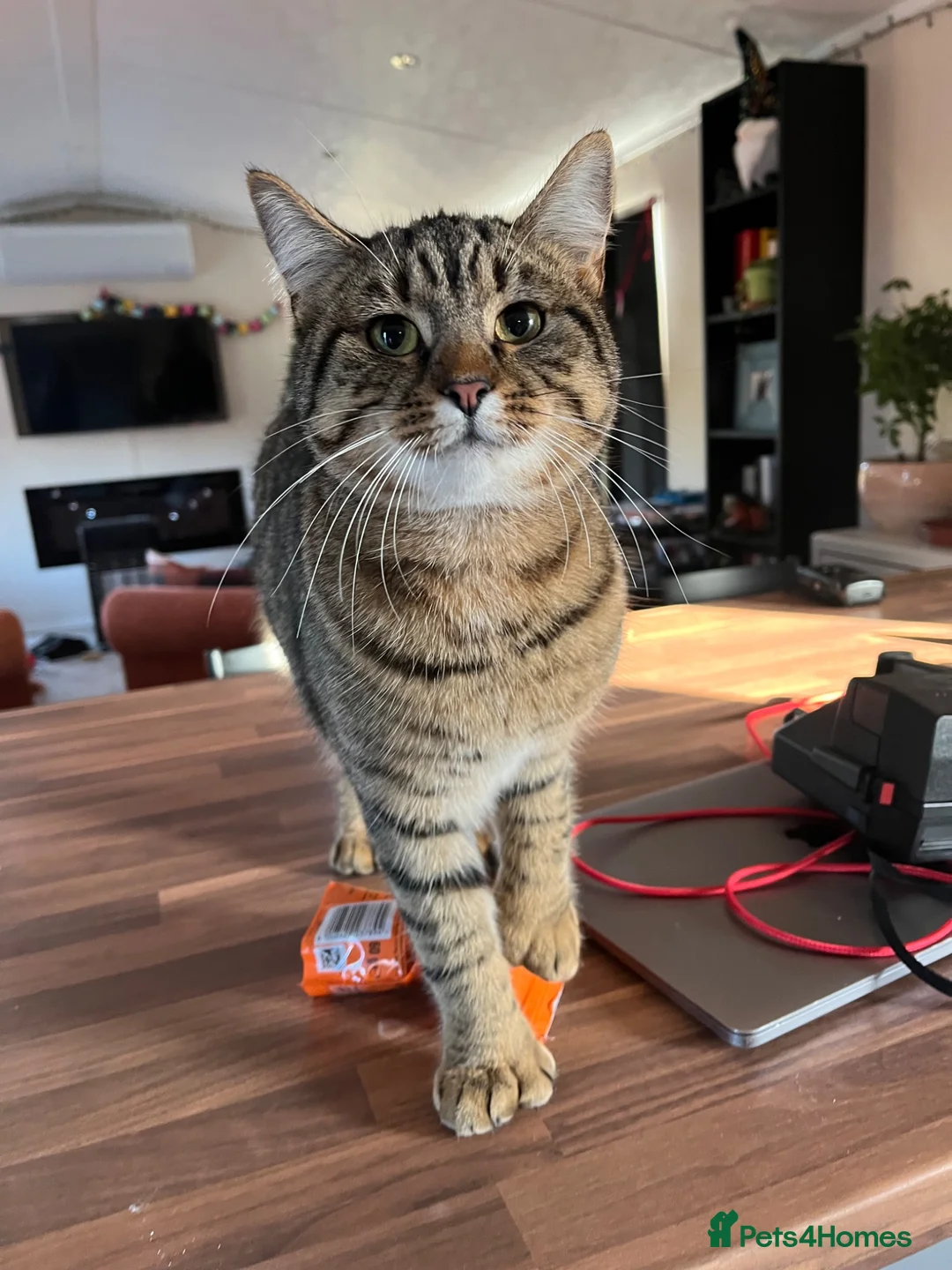 Pixie Bob cats for sale: Pixie Bob kittens - Polydactyl and non polydactyl - Advert 20