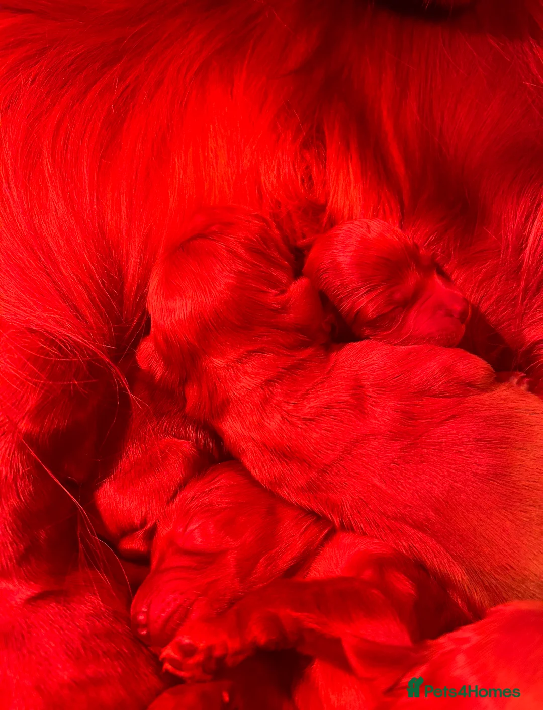 Irish Setter dogs for sale: Beautiful litter of Irish Setters available  - Advert 2