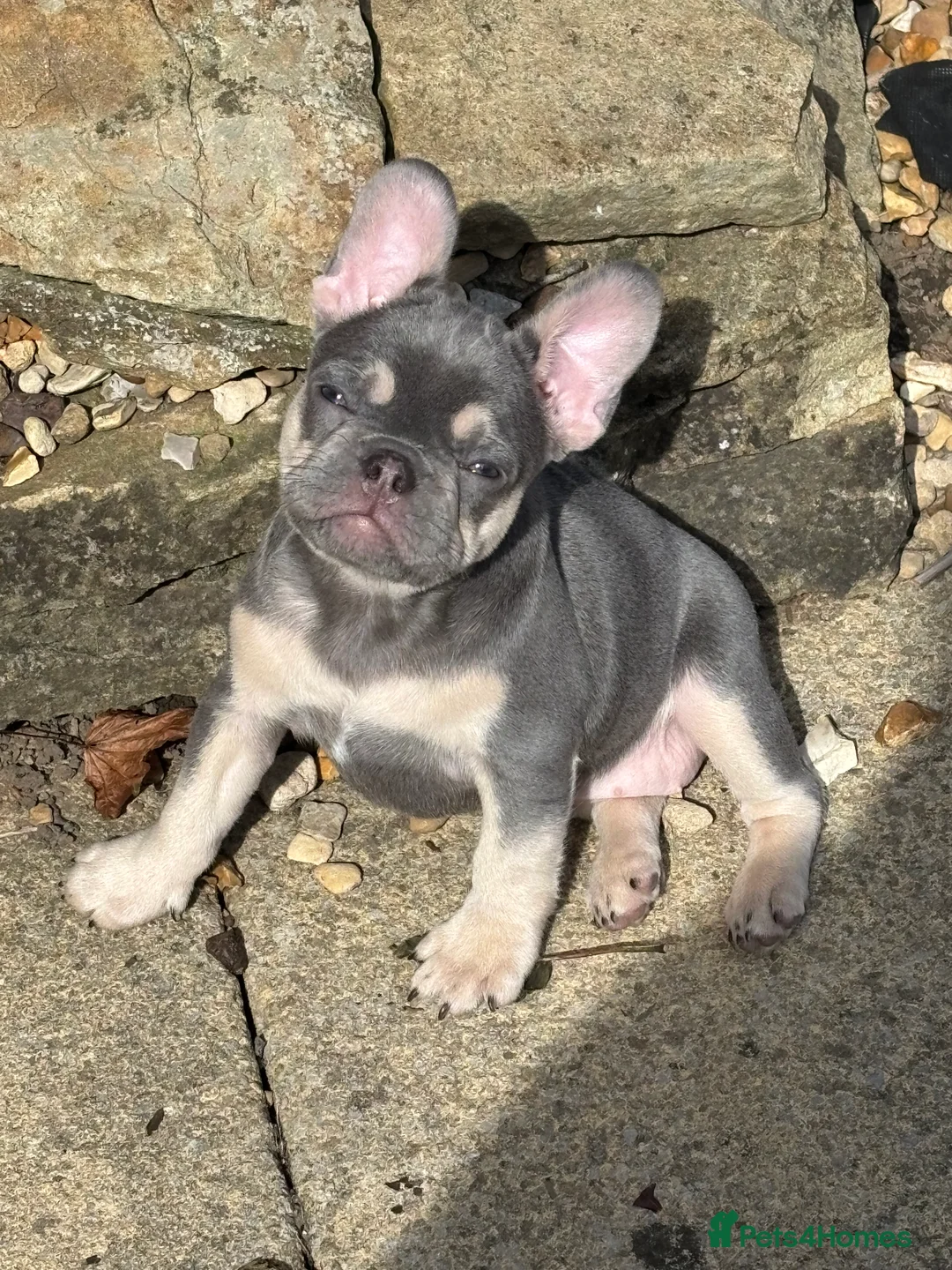 French Bulldog dogs for sale: 7 month old French bulldog female  - Advert 4