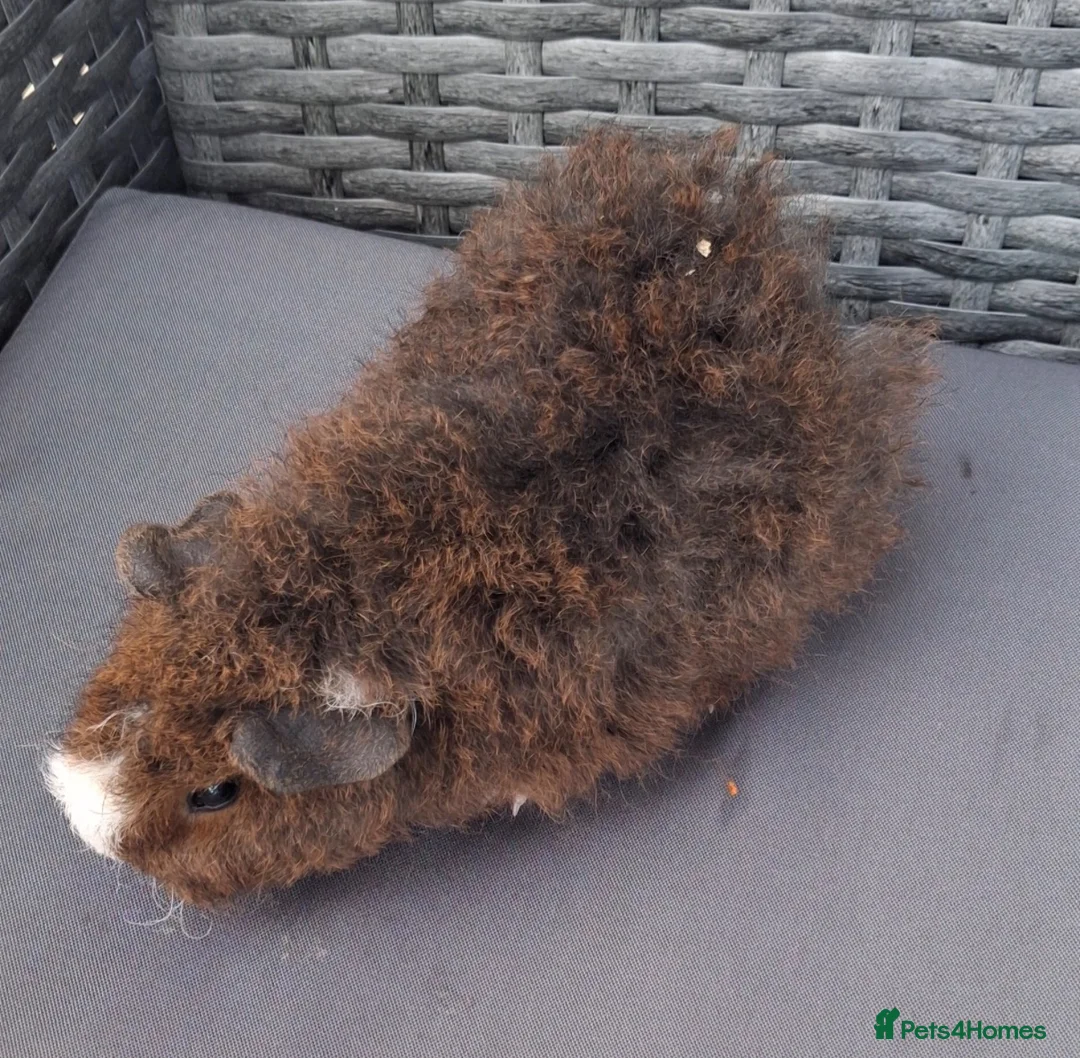 Guinea Pig rodents for sale: 3 sows 1 boar ready for homes - Advert 3