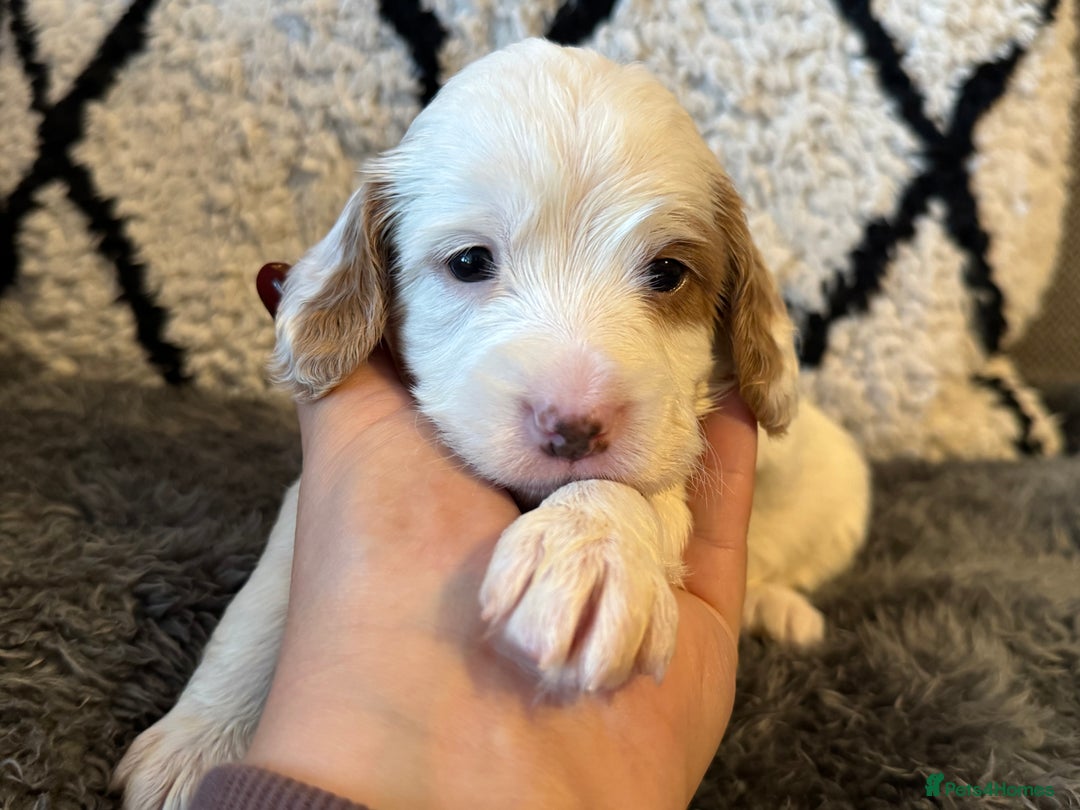 Cockapoo dogs for sale: Two gorgeous F2b Cockapoo girls left  - Advert 24