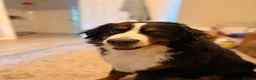 Mixed Breed dogs for sale: Bernese X Husky Pups - Advert 11