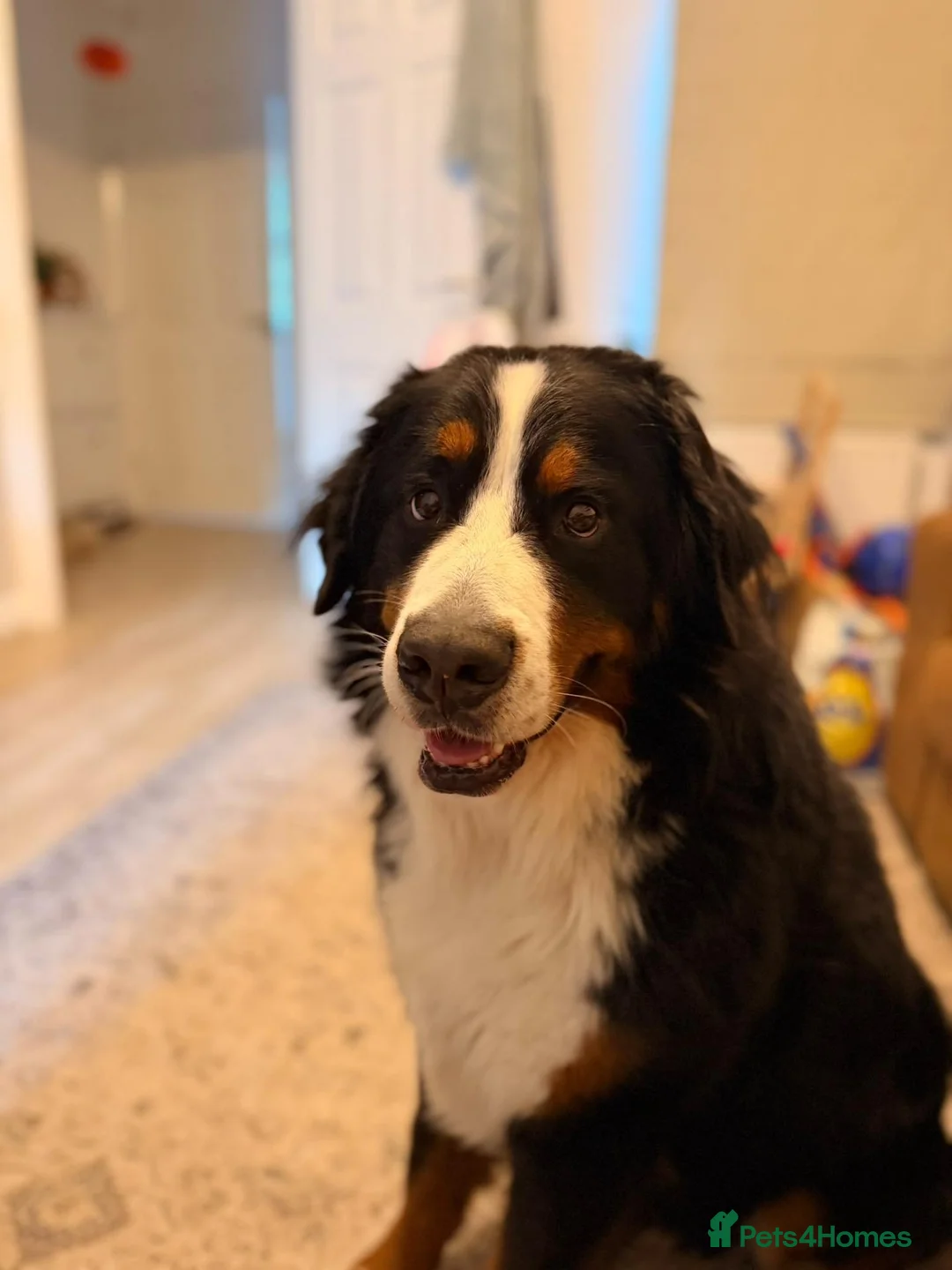 Mixed Breed dogs for sale: Bernese X Husky Pups - Advert 11