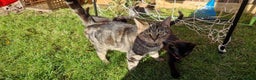 British Shorthair cats for sale: Two black Kittens - Advert 2