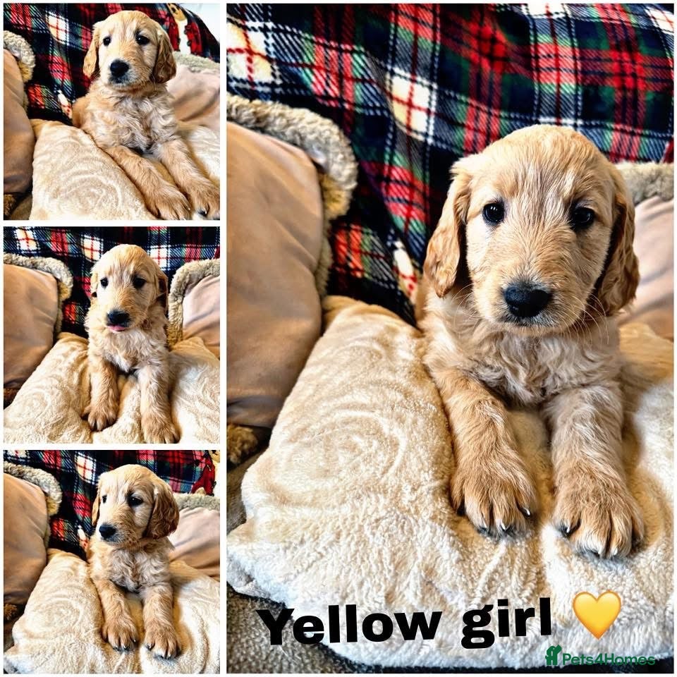 Goldendoodle dogs Goldendoodles - Advert 14