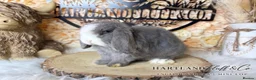 Mini Lop rabbits for sale: MINI LOPS | PEDIGREE  - Advert 15
