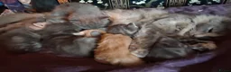 Mixed Breed cats for sale: ⭐️🐈SUPERB BENGAL X RUSSIAN BLUE 🐈⭐️ in Hatfield - Advert 10