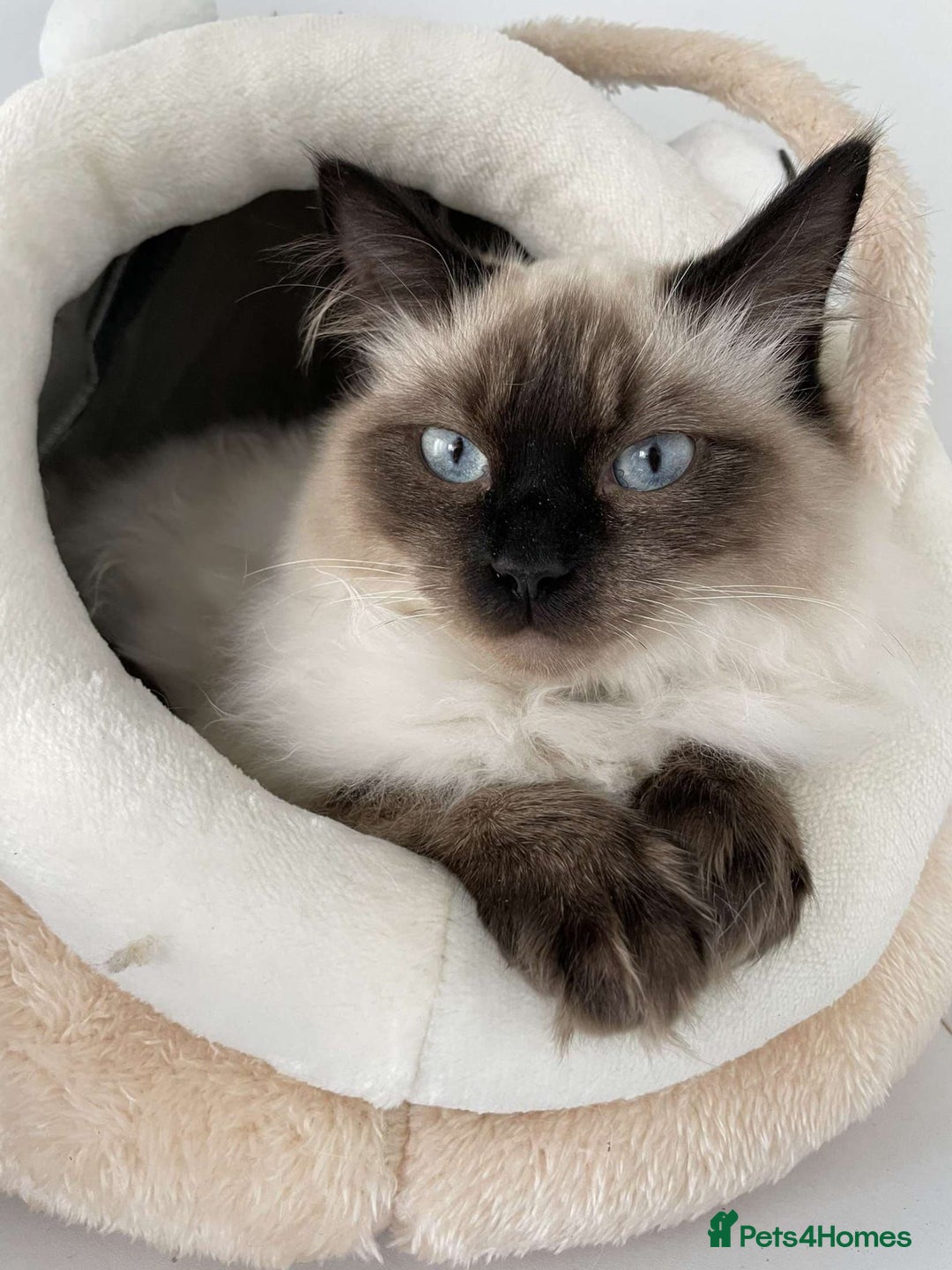 Ragdoll cats for sale: 2 female ragdolls  - Advert 4