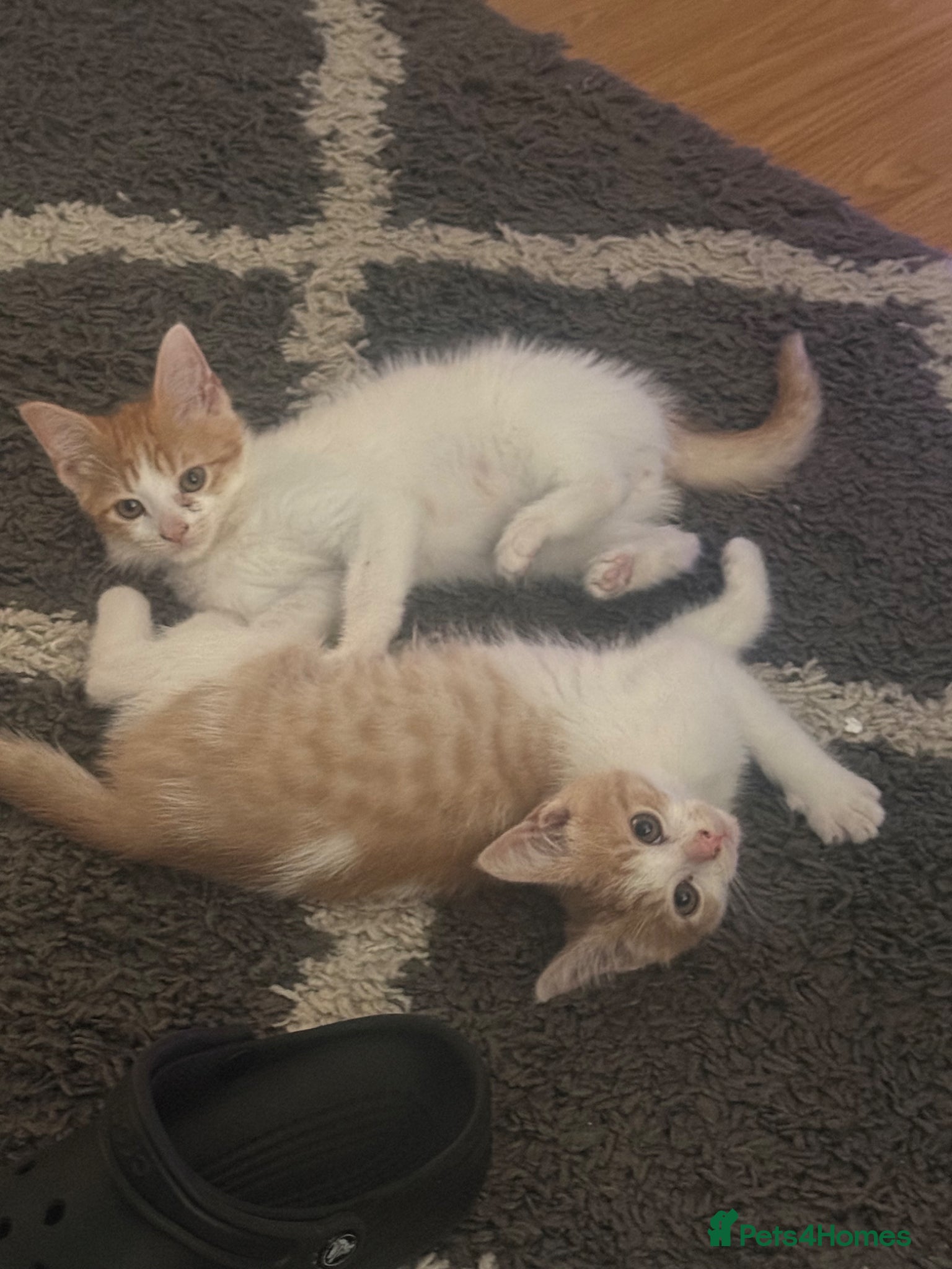 Mixed Breed cats for sale: Ragdoll x shorthair babies ready now! - Advert 1