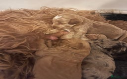 Cockapoo dogs for sale: f1b toy  stunning cockerpoos  - Image 30