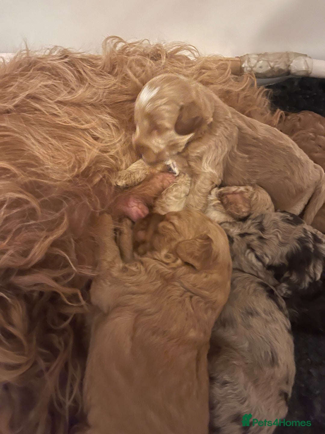 Cockapoo dogs for sale: f1b toy  stunning cockerpoos  - Image 30