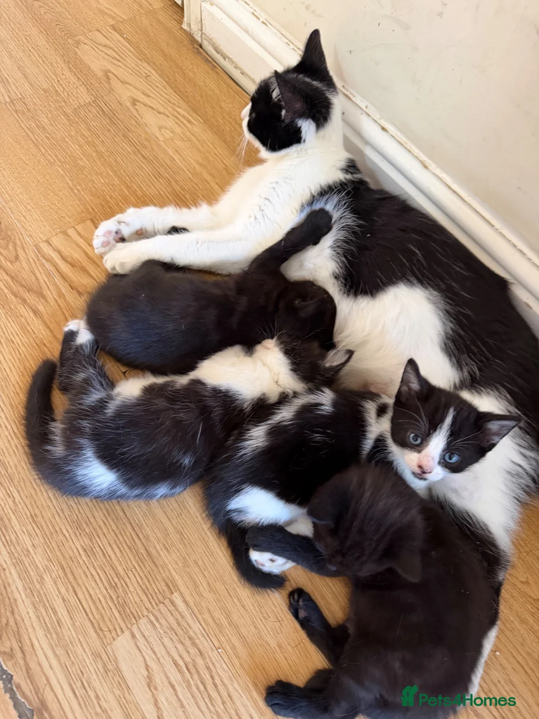 Mixed Breed cats for sale: 4 gorgeous kittens ready for new home♥️💙 - Advert 1