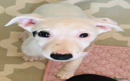 Mixed Breed dogs for sale: Stunning whippet cross female puppy - Image 3